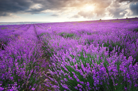 The Flower That Helps Pain And Anxiety