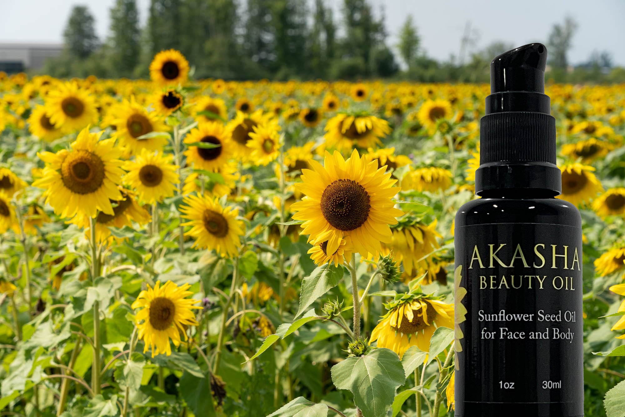 sunflower, field, beauty oil, beauty, oil, nature, natural, organic, face, body, wellness, cosmetics, cosmetic, made in America